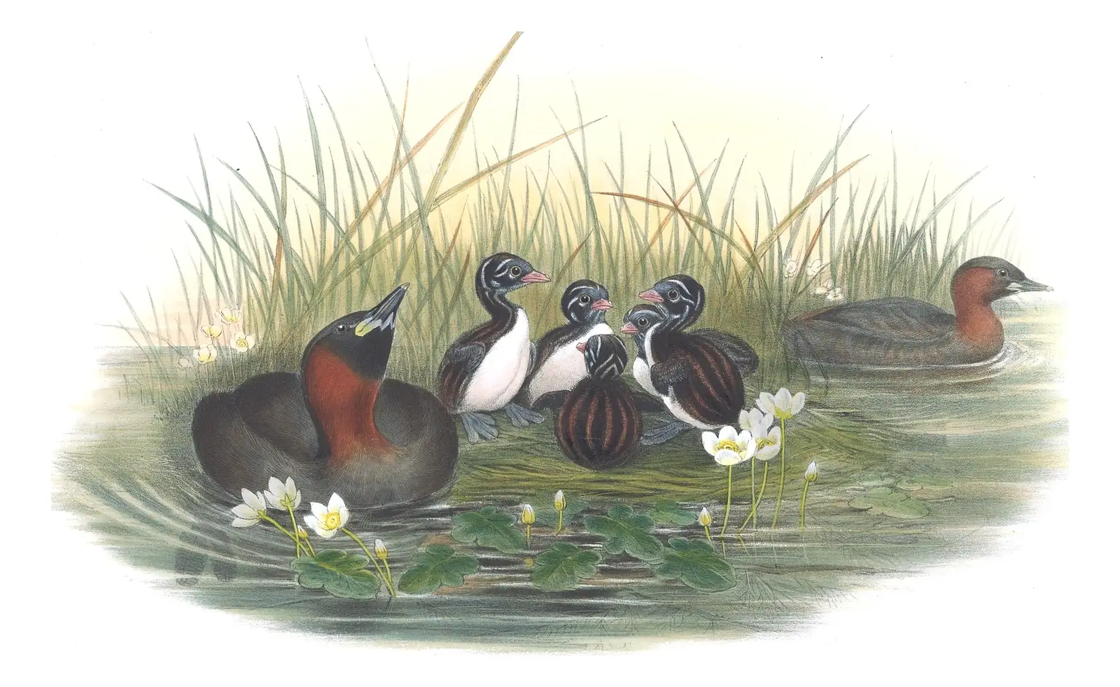 Volume V, plate 42 of Gould's The Birds of Great Britain: Little Grebe (Tachybaptus ruficollis)
