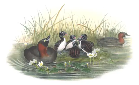 Volume V, plate 42 of Gould's The Birds of Great Britain: Little Grebe (Tachybaptus ruficollis)
