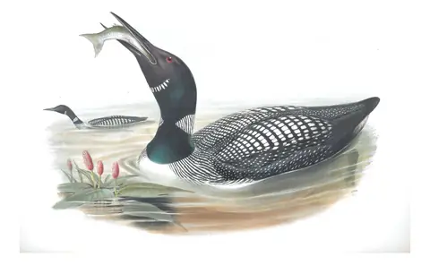 Volume V, plate 43 of Gould's The Birds of Great Britain: Common Loon (Gavia immer)