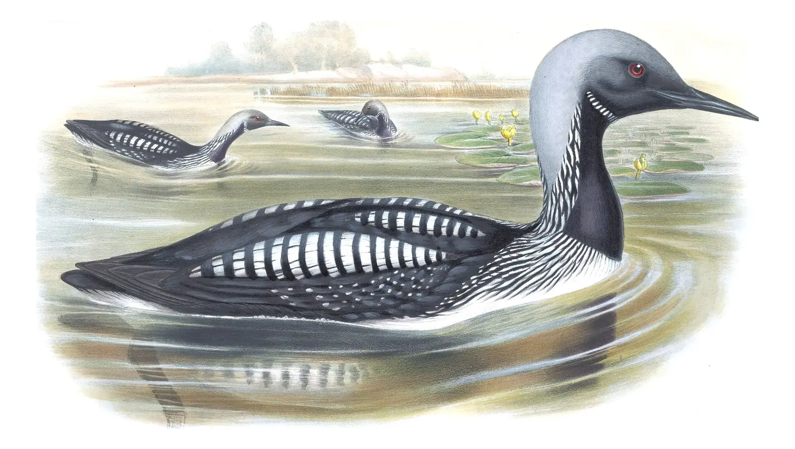 Volume V, plate 44 of Gould's The Birds of Great Britain: Arctic Loon (Gavia arctica)