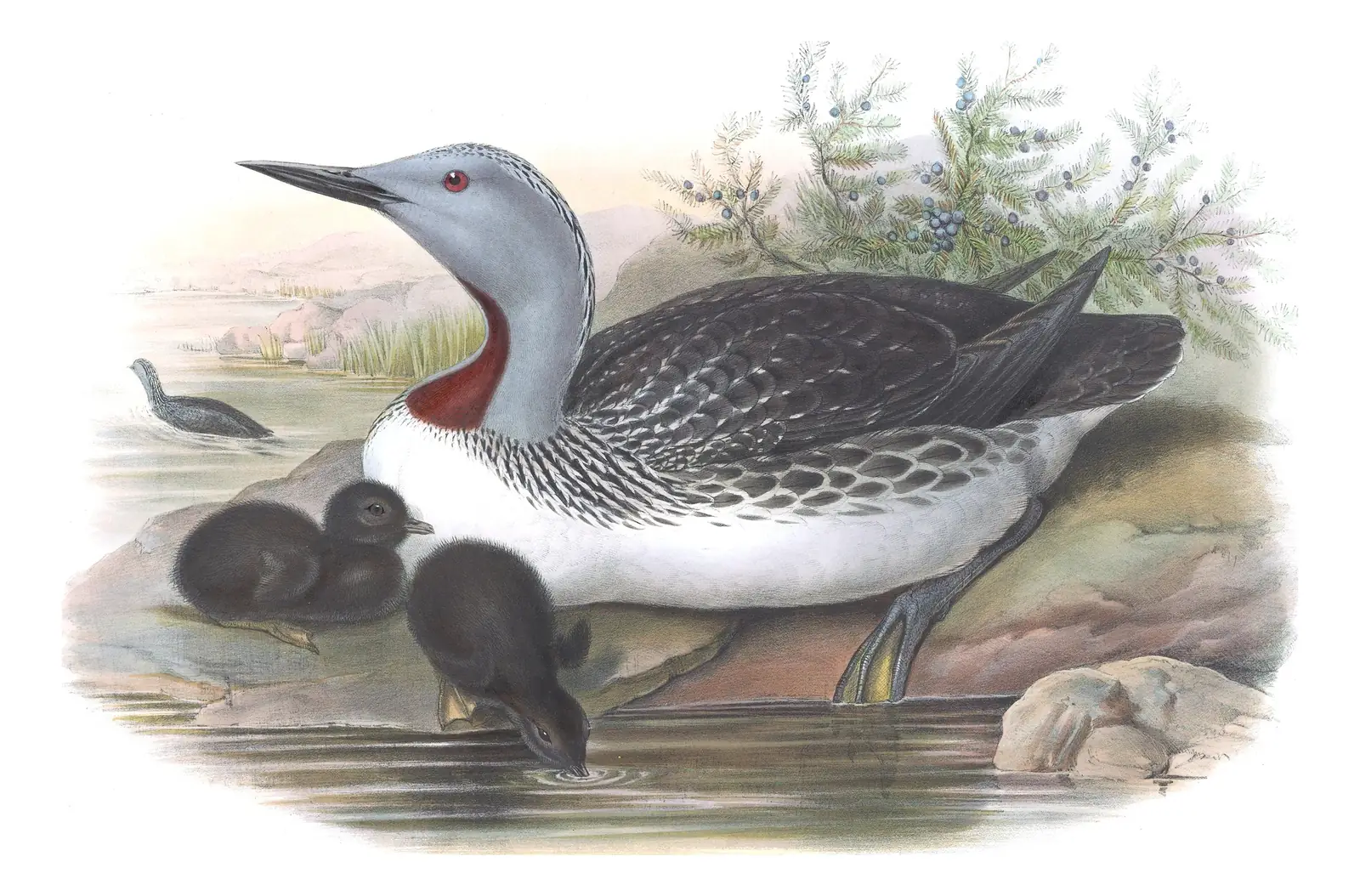 Volume V, plate 45 of Gould's The Birds of Great Britain: Red-throated Loon (Gavia stellata)