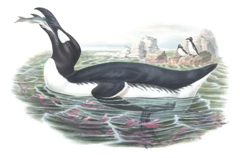 Volume V, plate 46 of Gould's The Birds of Great Britain: Great Auk (Pinguinus impennis)