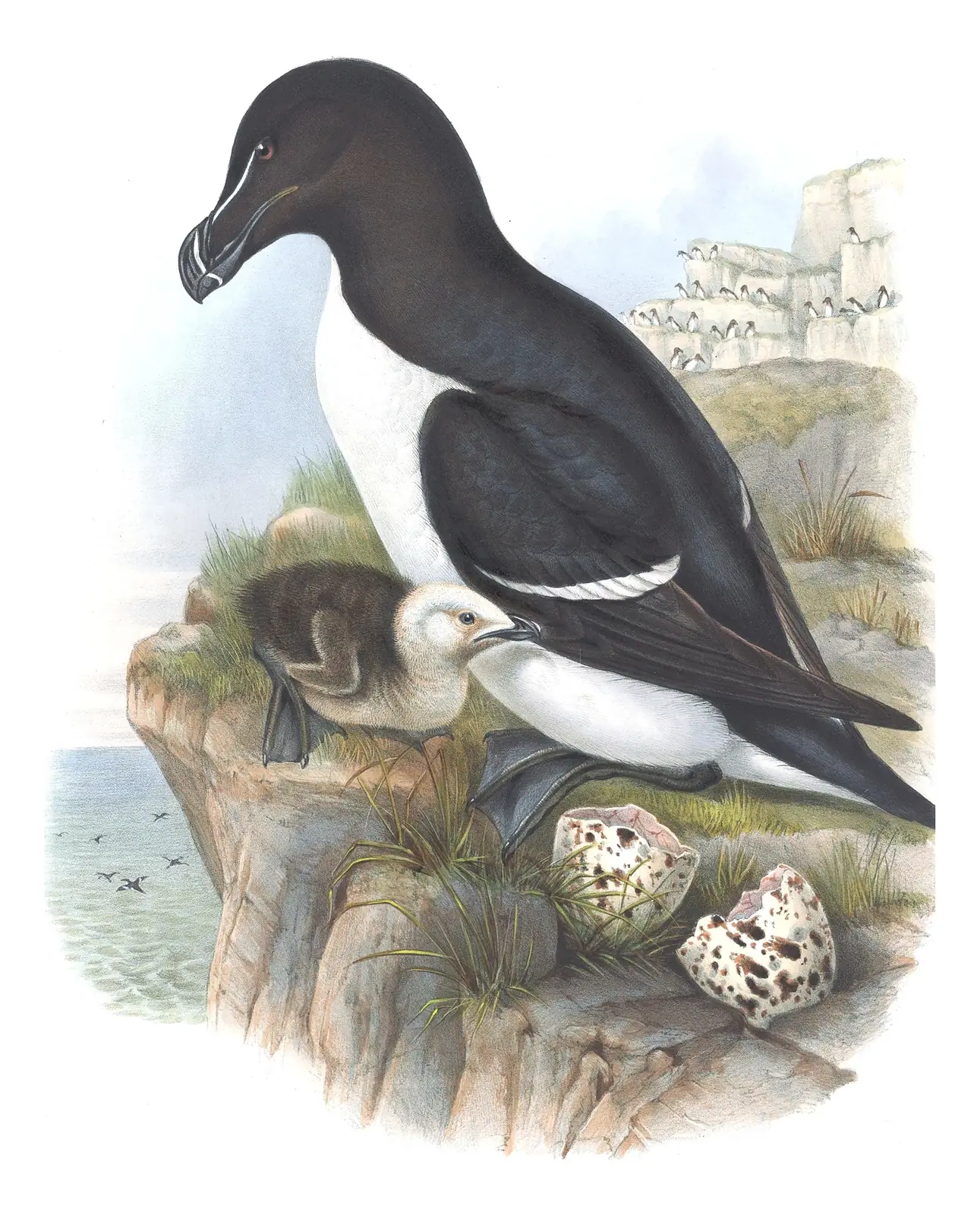 Volume V, plate 47 of Gould's The Birds of Great Britain: Razorbill (Alca torda)