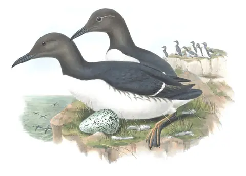 Volume V, plate 48 of Gould's The Birds of Great Britain: Common Murre (Uria aalge)