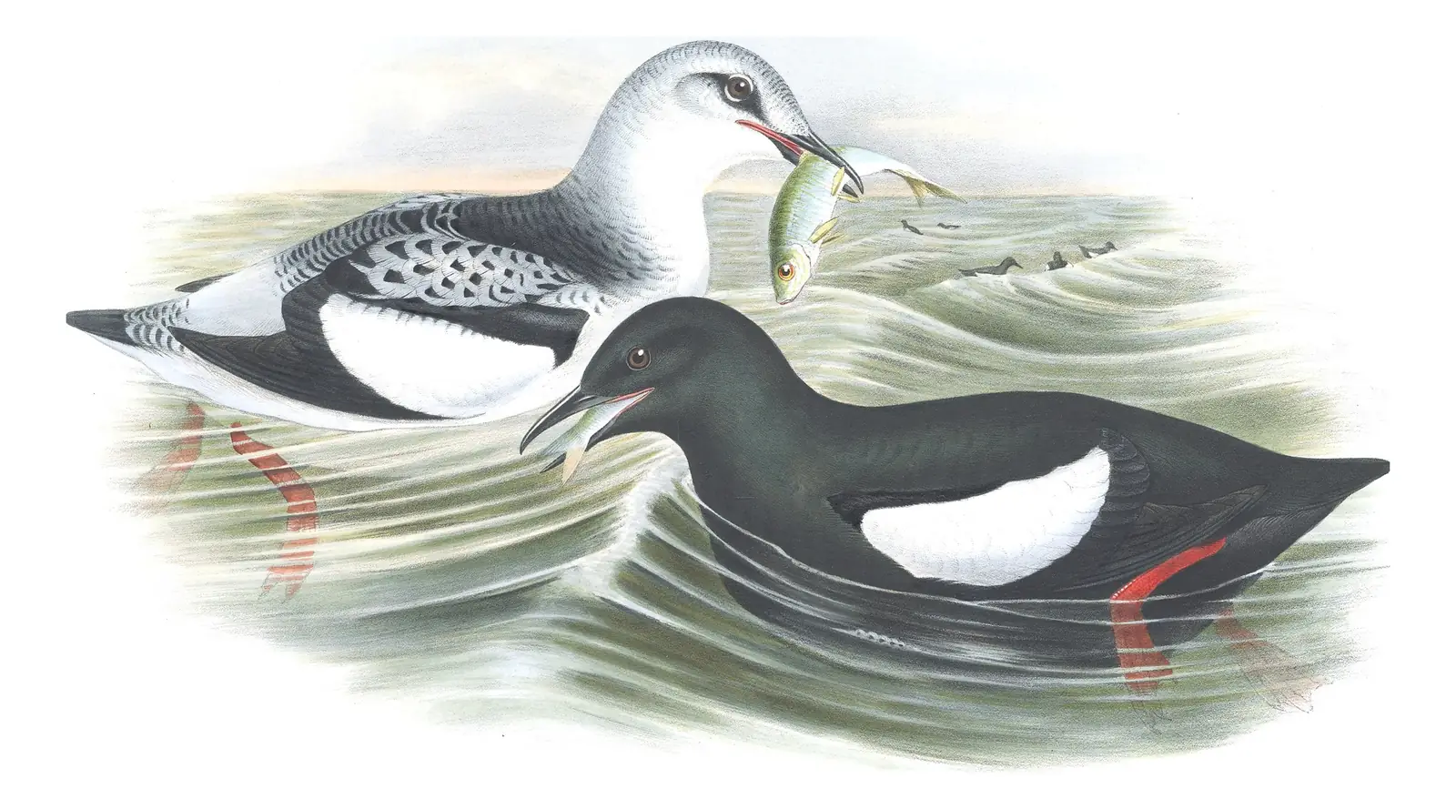 Volume V, plate 49 of Gould's The Birds of Great Britain: Black Guillemot (Cepphus grylle)