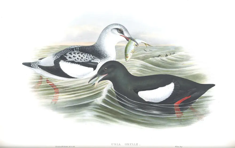 The whole sheet of volume V, plate 49, with its engraved caption