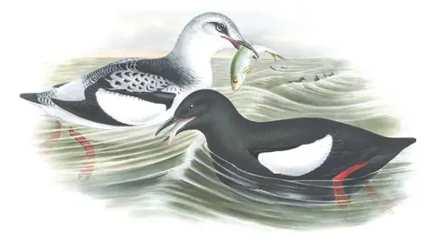 Volume V, plate 49 of Gould's The Birds of Great Britain: Black Guillemot (Cepphus grylle)
