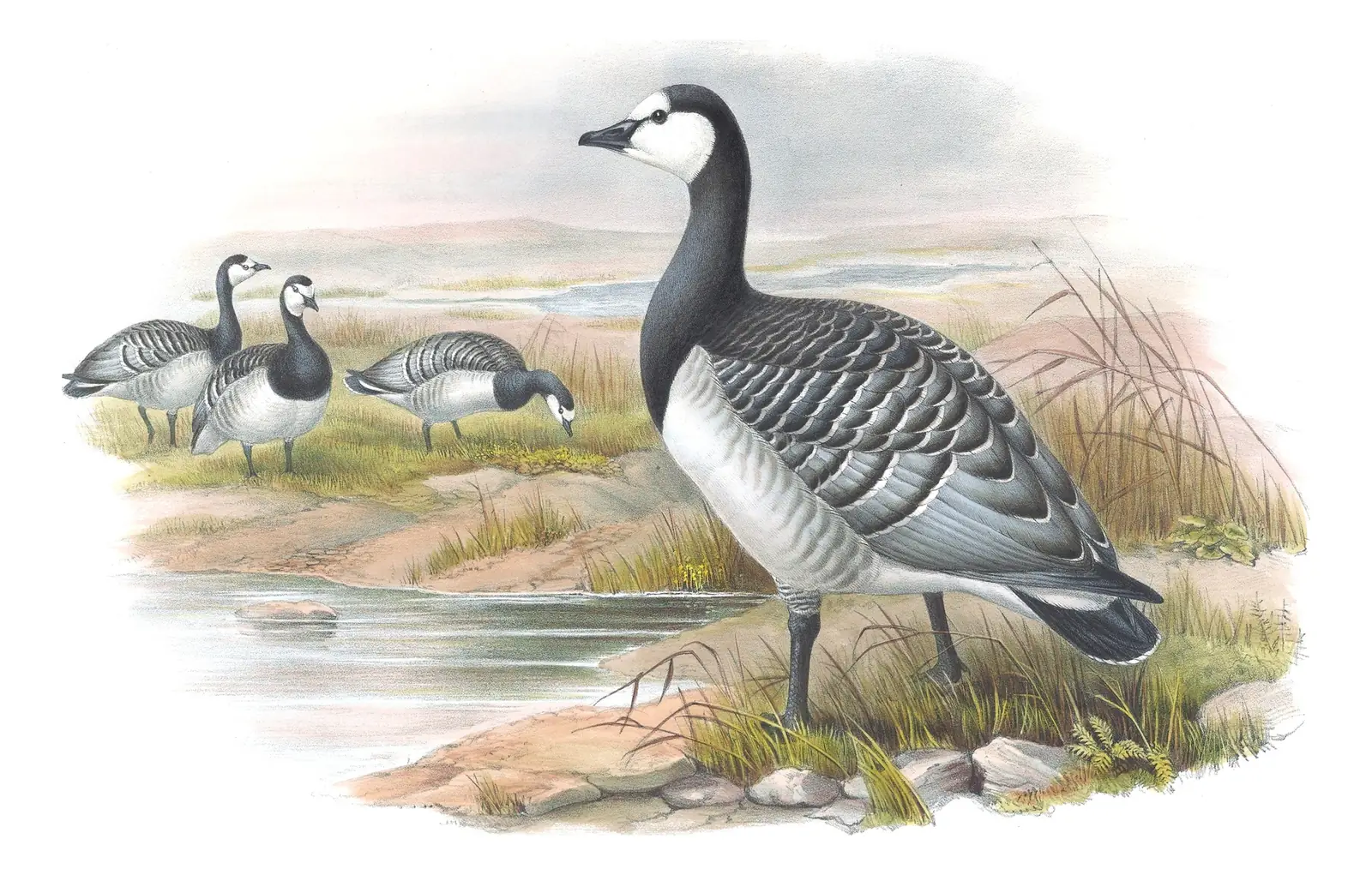 Volume V, plate 5 of Gould's The Birds of Great Britain: Barnacle Goose (Branta leucopsis)