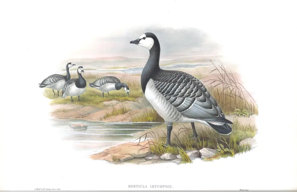 The whole sheet of volume V, plate 5, with its engraved caption