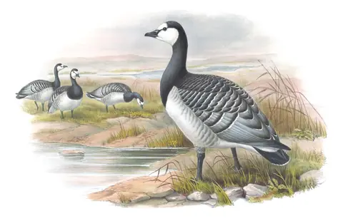 Volume V, plate 5 of Gould's The Birds of Great Britain: Barnacle Goose (Branta leucopsis)