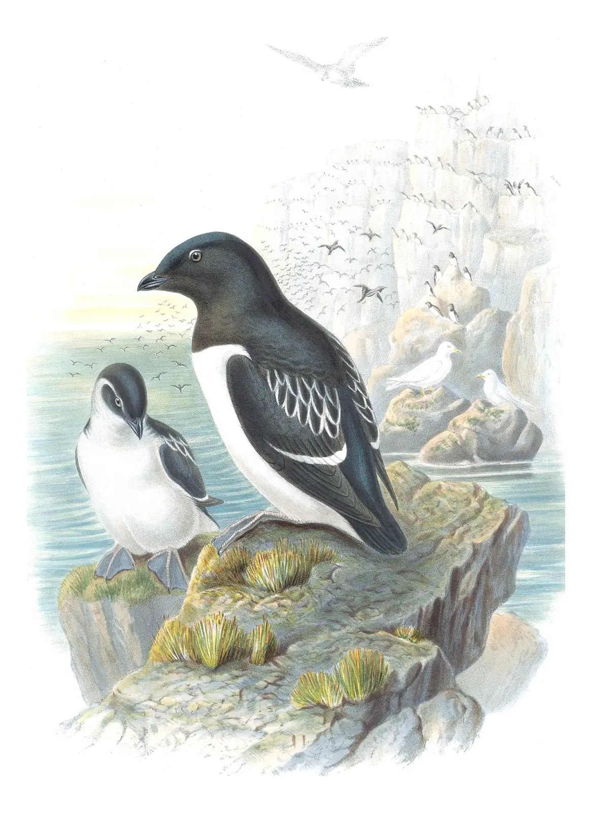 Volume V, plate 50 of Gould's The Birds of Great Britain: Dovekie (Alle alle)