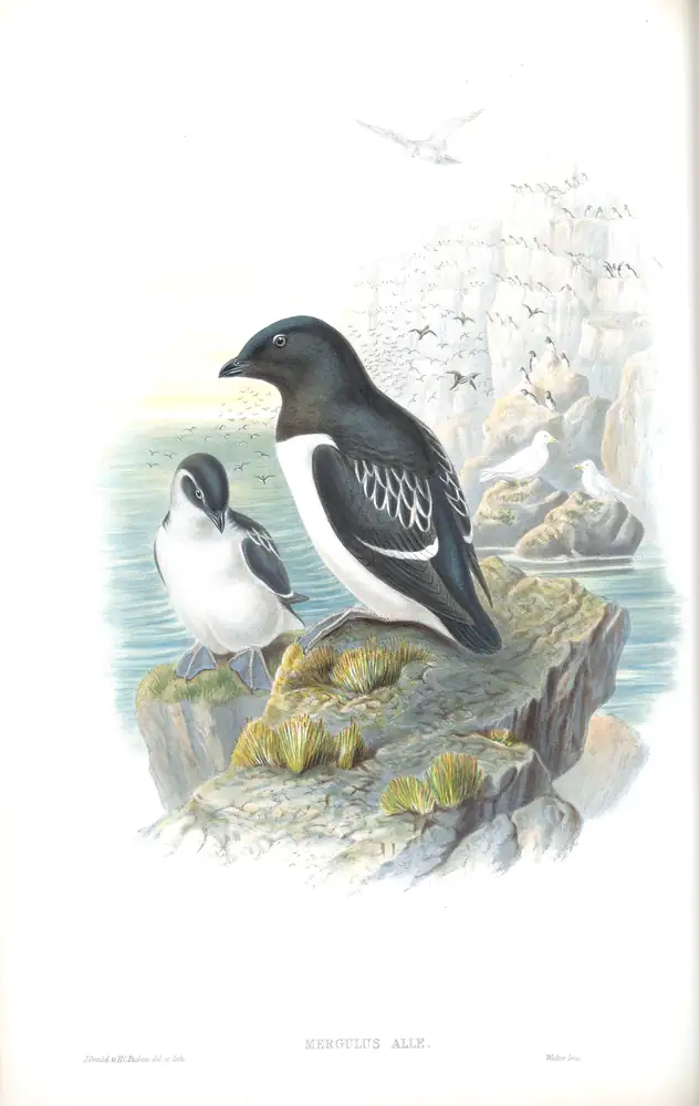 The whole sheet of volume V, plate 50, with its engraved caption