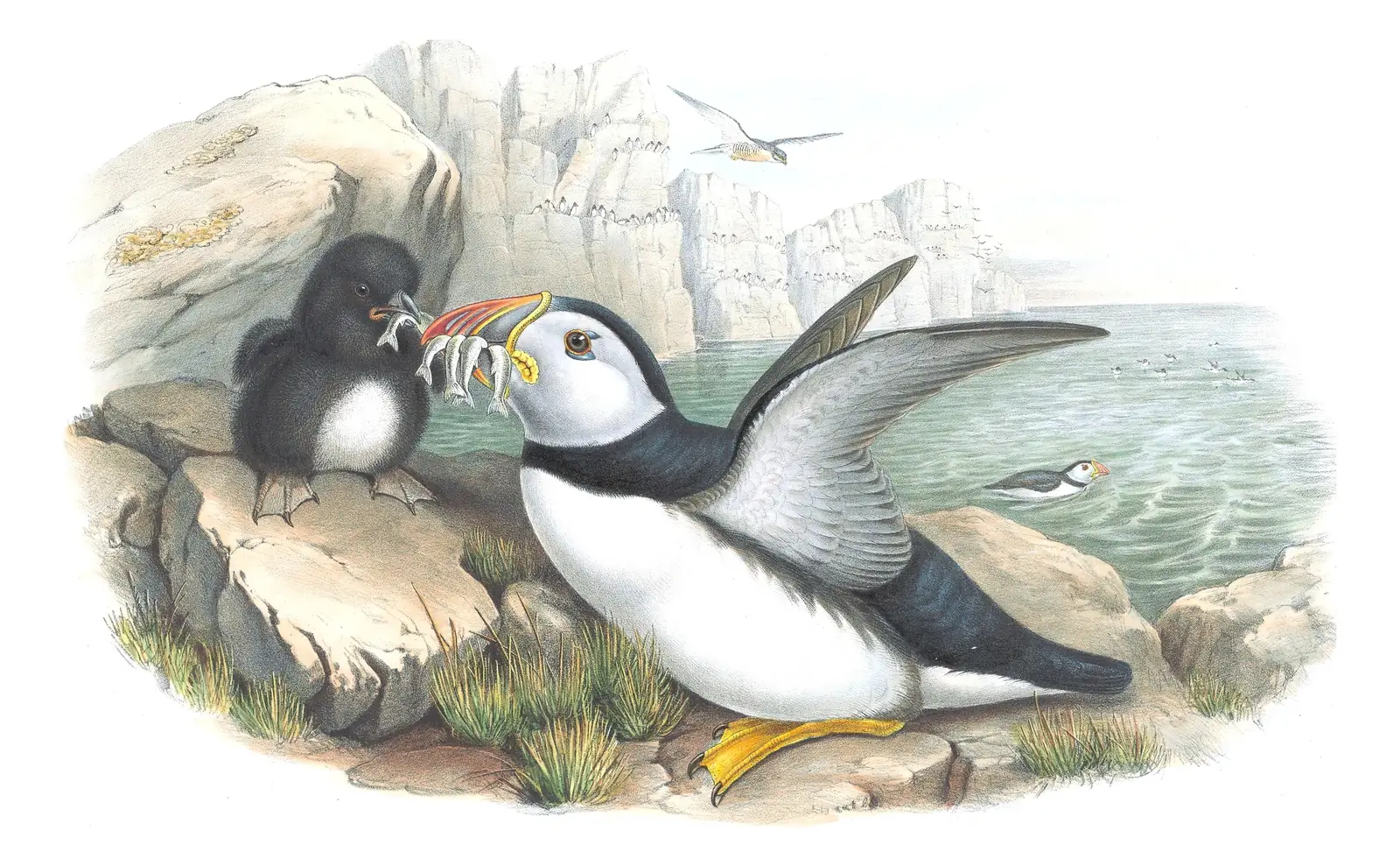 Volume V, plate 51 of Gould's The Birds of Great Britain: Atlantic Puffin (Fratercula arctica)