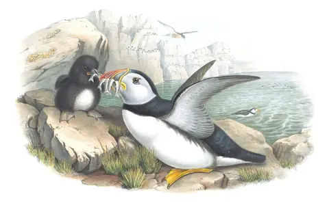 Volume V, plate 51 of Gould's The Birds of Great Britain: Atlantic Puffin (Fratercula arctica)