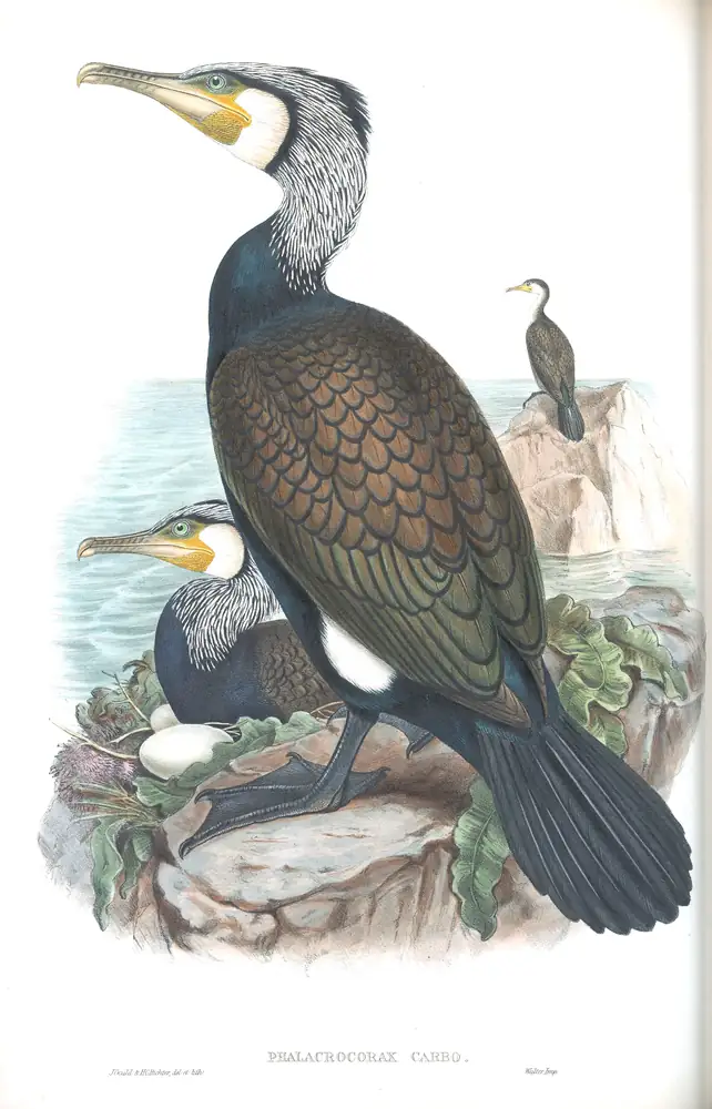 The whole sheet of volume V, plate 52, with its engraved caption