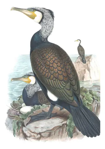 Volume V, plate 52 of Gould's The Birds of Great Britain: Great Cormorant (Phalacrocorax carbo)