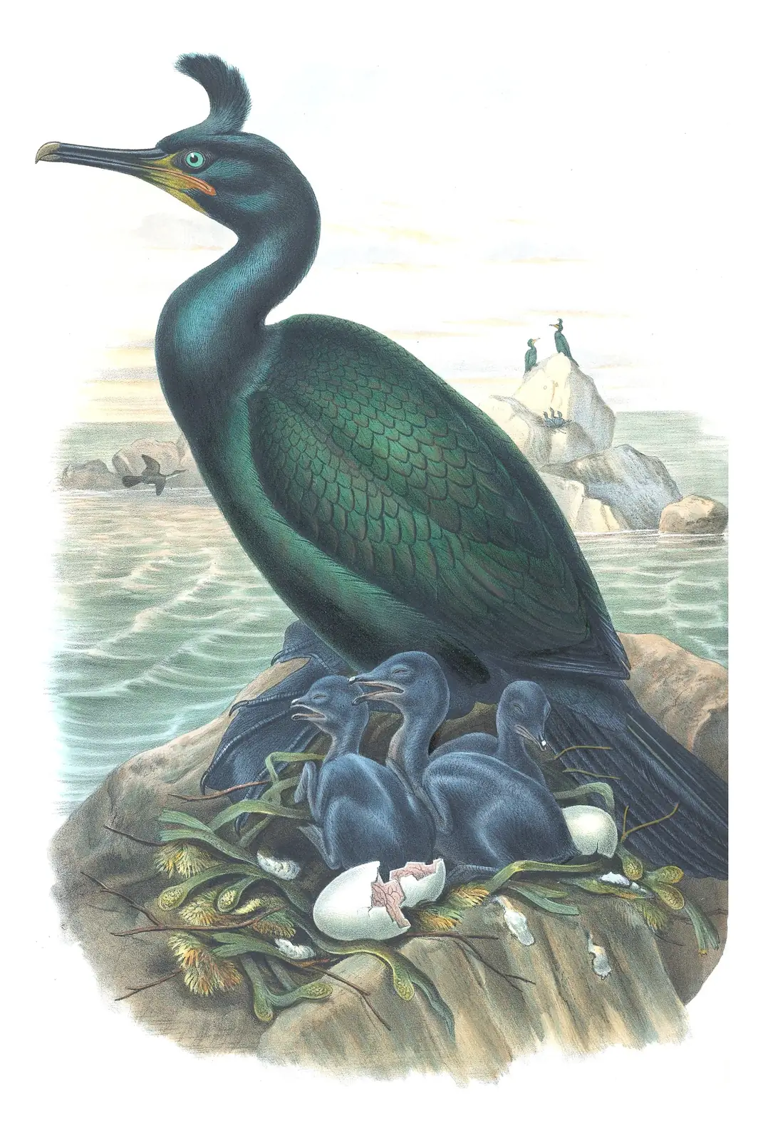 Volume V, plate 53 of Gould's The Birds of Great Britain: European Shag (Gulosus aristotelis)