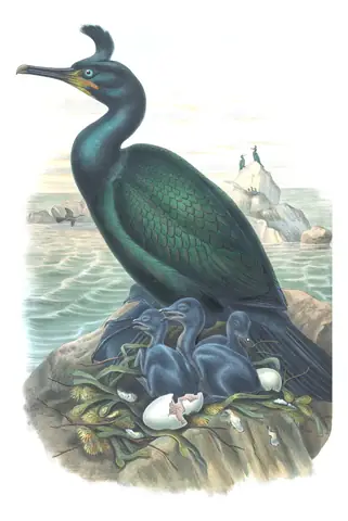 Volume V, plate 53 of Gould's The Birds of Great Britain: European Shag (Gulosus aristotelis)