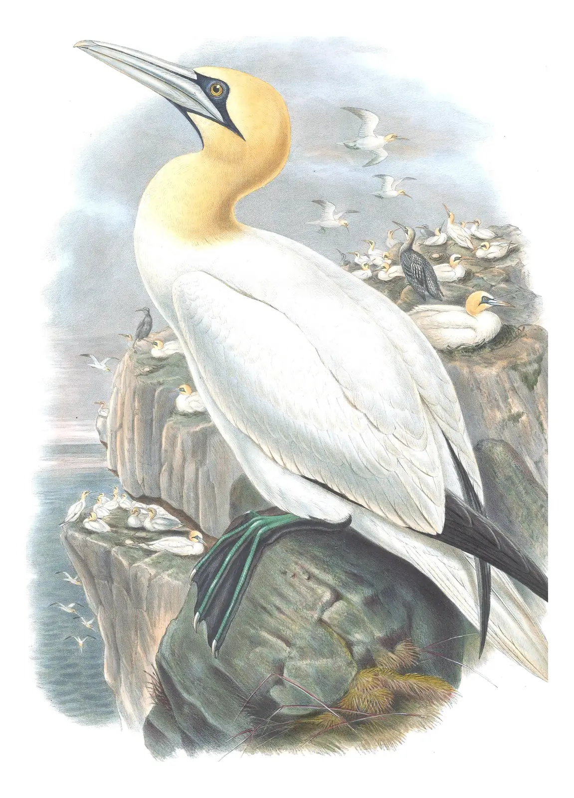 Volume V, plate 54 of Gould's The Birds of Great Britain: Northern Gannet (Morus bassanus)