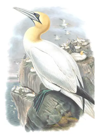 Volume V, plate 54 of Gould's The Birds of Great Britain: Northern Gannet (Morus bassanus)