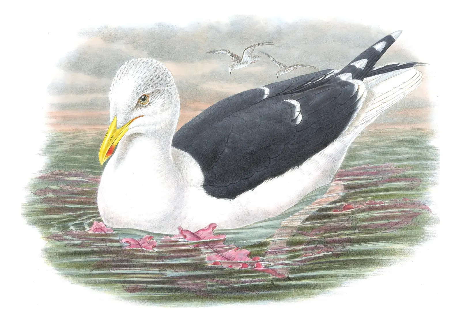 Volume V, plate 55 of Gould's The Birds of Great Britain: Great Black-backed Gull (Larus marinus)