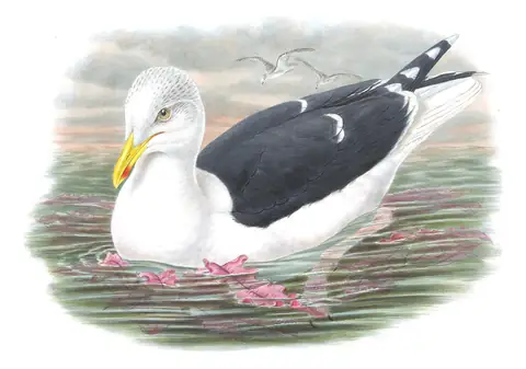 Volume V, plate 55 of Gould's The Birds of Great Britain: Great Black-backed Gull (Larus marinus)