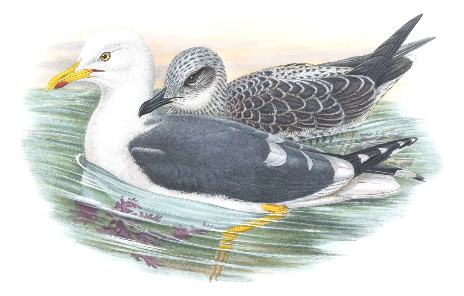 Volume V, plate 56 of Gould's The Birds of Great Britain: Lesser Black-backed Gull (Larus fuscus)