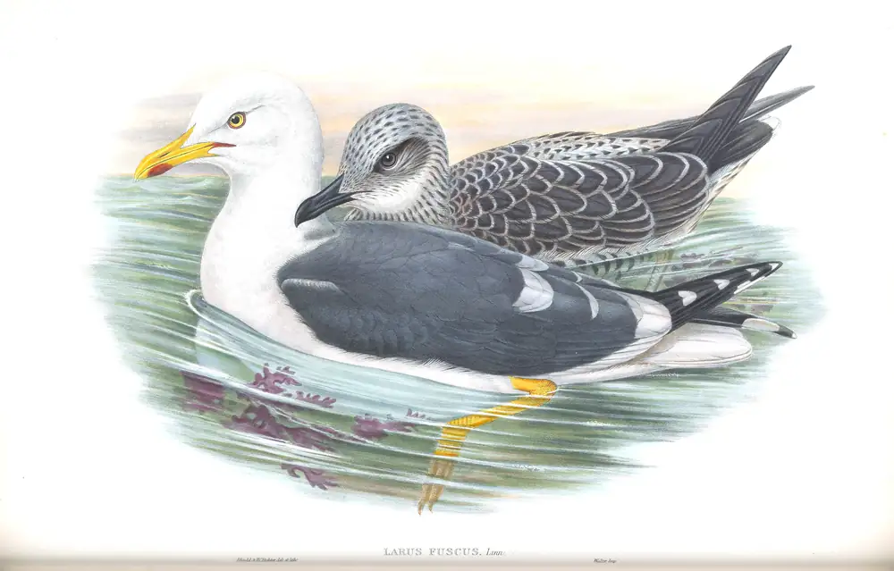 The whole sheet of volume V, plate 56, with its engraved caption