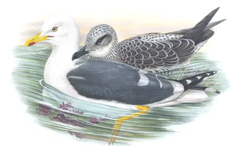 Volume V, plate 56 of Gould's The Birds of Great Britain: Lesser Black-backed Gull (Larus fuscus)