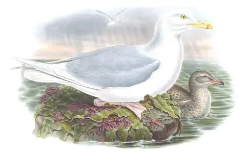 Volume V, plate 57 of Gould's The Birds of Great Britain: Glaucous Gull (Larus hyperboreus)