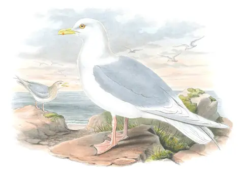 Volume V, plate 58 of Gould's The Birds of Great Britain: Iceland Gull (Larus glaucoides)
