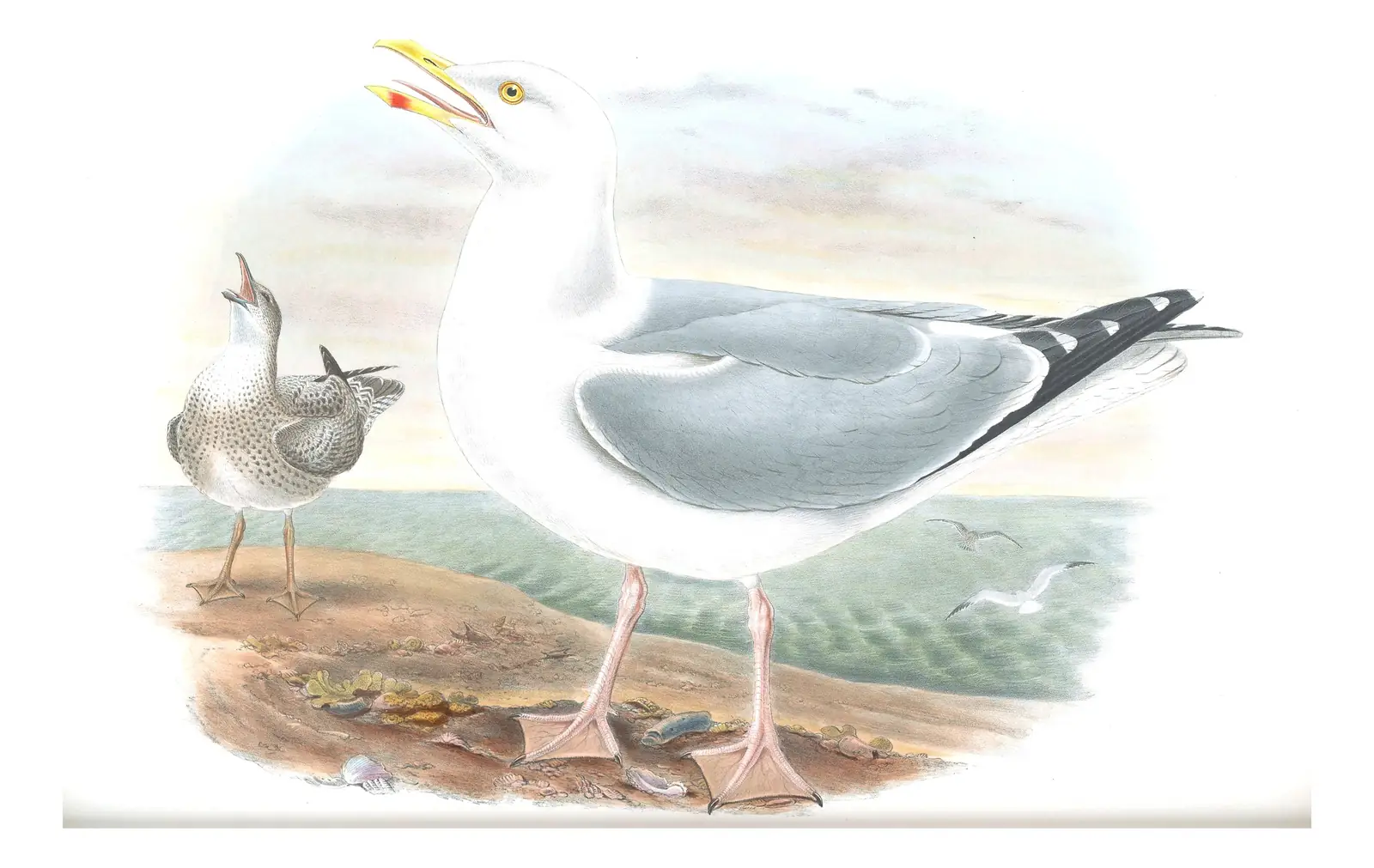 Volume V, plate 59 of Gould's The Birds of Great Britain: European Herring Gull (Larus argentatus)