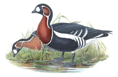 Volume V, plate 6 of Gould's The Birds of Great Britain: Red-breasted Goose (Branta ruficollis)
