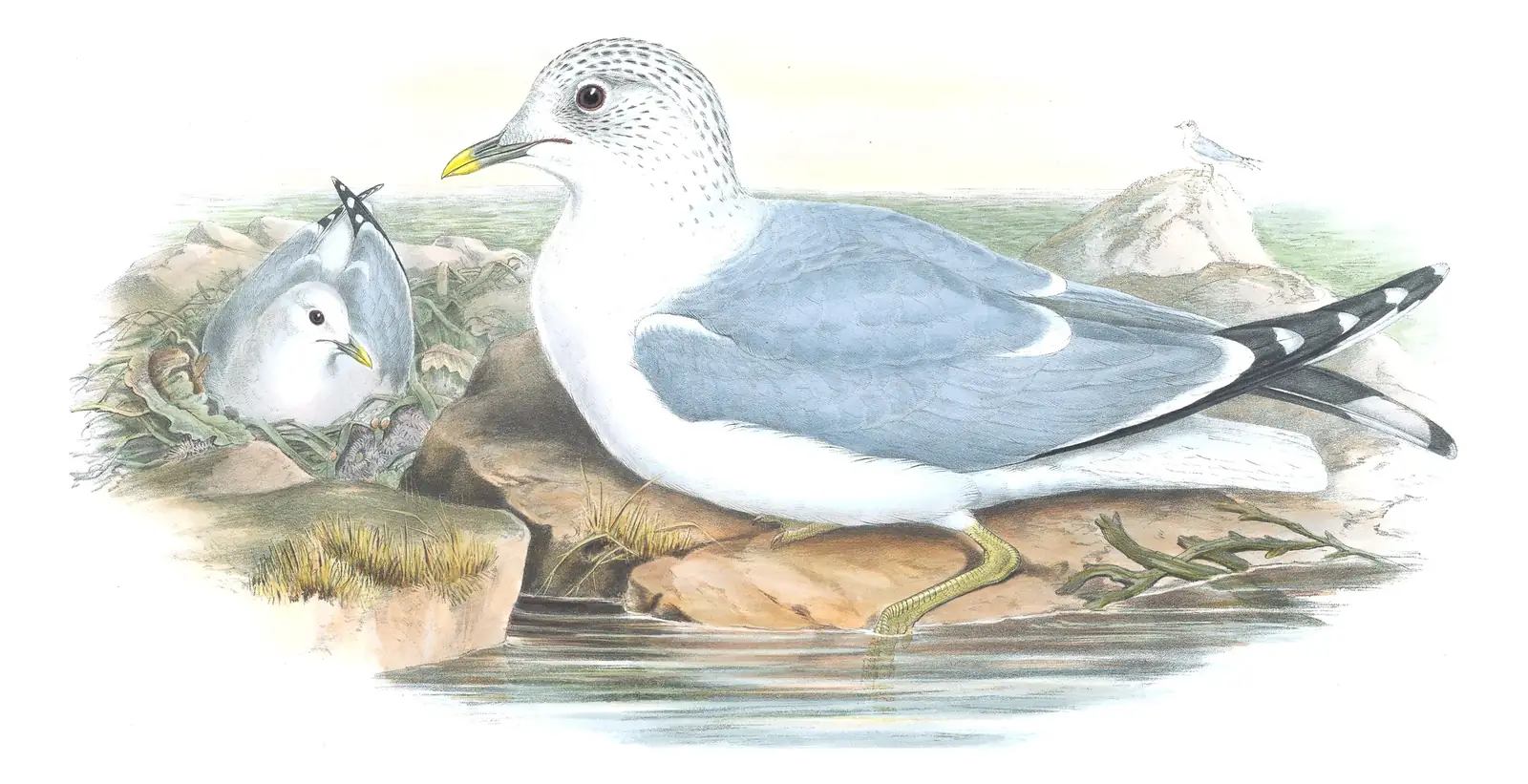 Volume V, plate 60 of Gould's The Birds of Great Britain: Common Gull (Larus canus)
