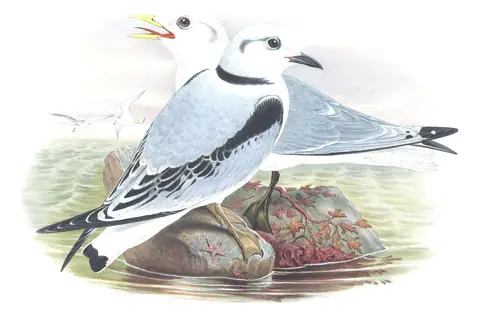 Volume V, plate 61 of Gould's The Birds of Great Britain: Black-legged Kittiwake (Rissa tridactyla)