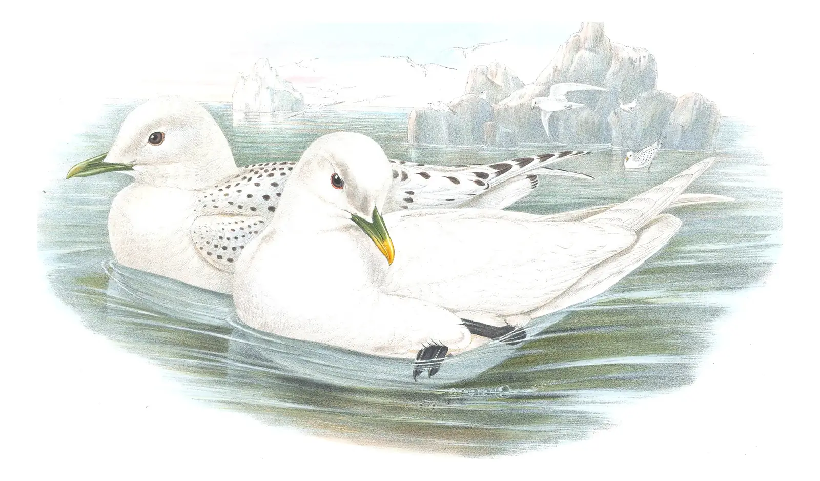 Volume V, plate 62 of Gould's The Birds of Great Britain: Ivory Gull (Pagophila eburnea)