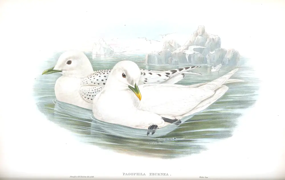 The whole sheet of volume V, plate 62, with its engraved caption