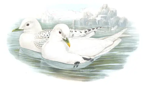 Volume V, plate 62 of Gould's The Birds of Great Britain: Ivory Gull (Pagophila eburnea)