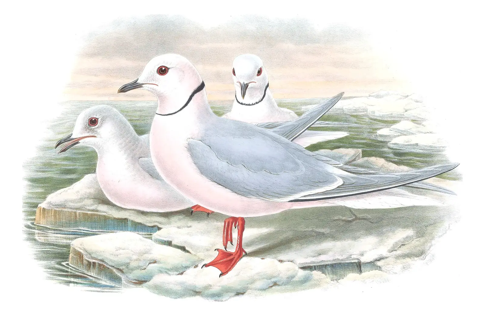 Volume V, plate 63 of Gould's The Birds of Great Britain: Ross's Gull (Rhodostethia rosea)