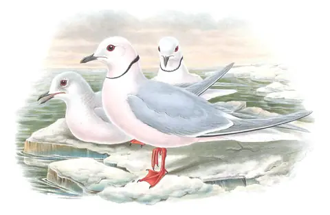 Volume V, plate 63 of Gould's The Birds of Great Britain: Ross's Gull (Rhodostethia rosea)