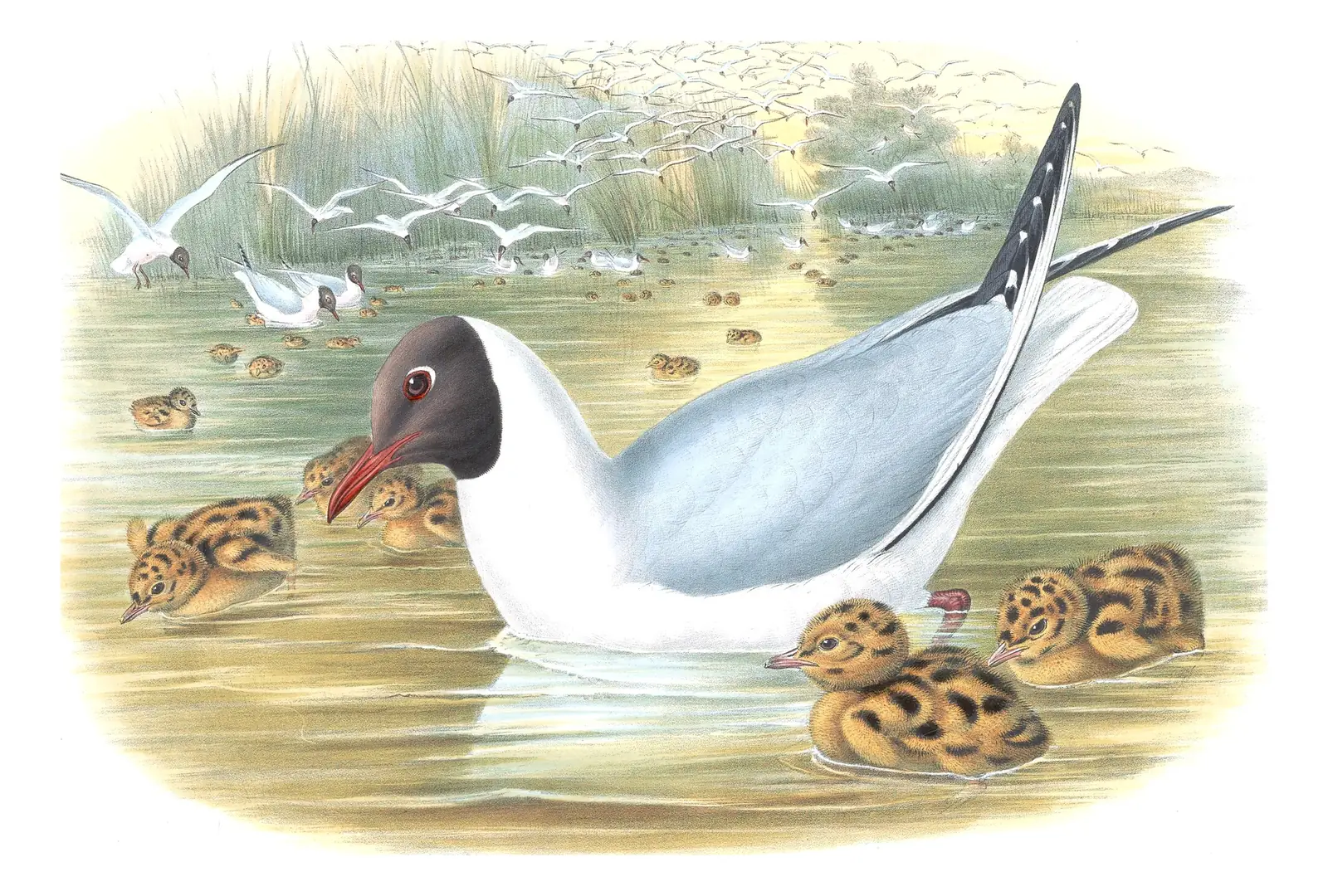 Volume V, plate 64 of Gould's The Birds of Great Britain: Black-headed Gull (Chroicocephalus ridibundus)