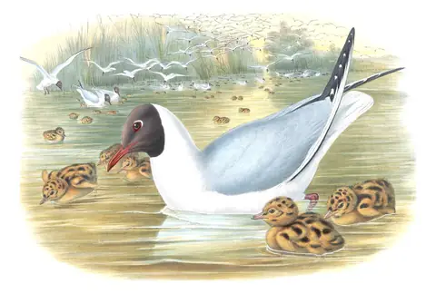 Volume V, plate 64 of Gould's The Birds of Great Britain: Black-headed Gull (Chroicocephalus ridibundus)