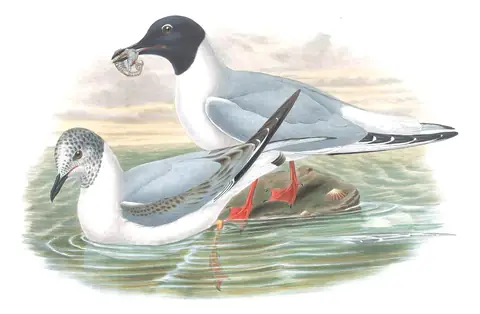Volume V, plate 65 of Gould's The Birds of Great Britain: Bonaparte's Gull (Chroicocephalus philadelphia)