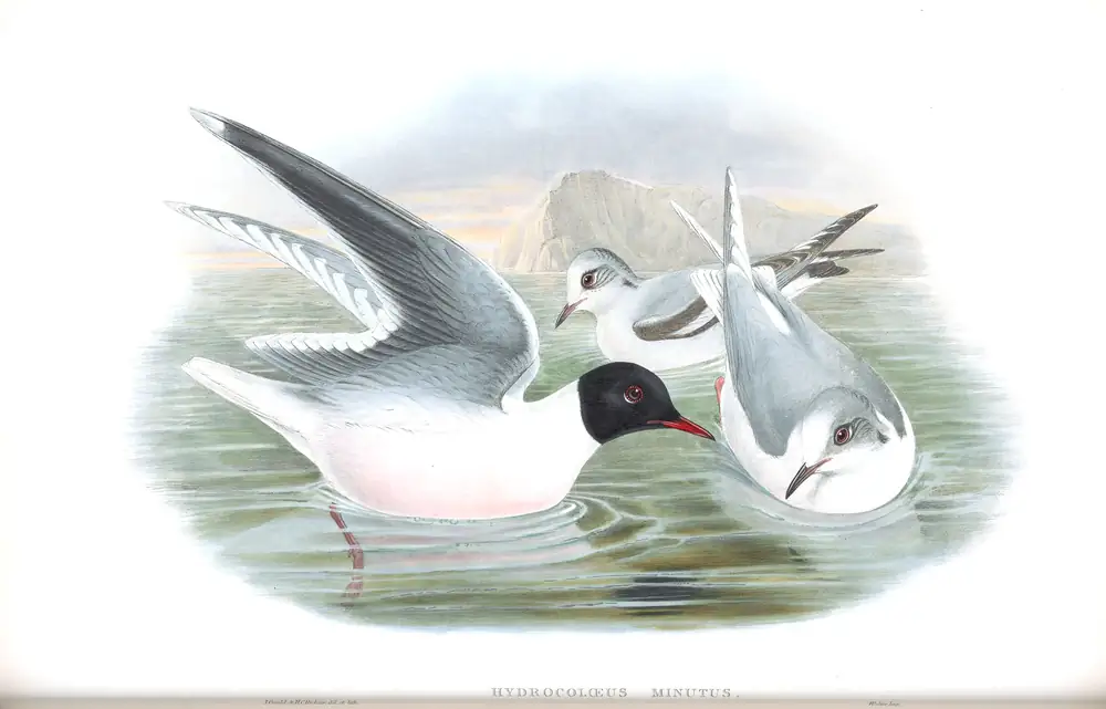 The whole sheet of volume V, plate 66, with its engraved caption