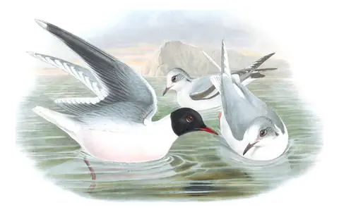Volume V, plate 66 of Gould's The Birds of Great Britain: Little Gull (Hydrocoloeus minutus)