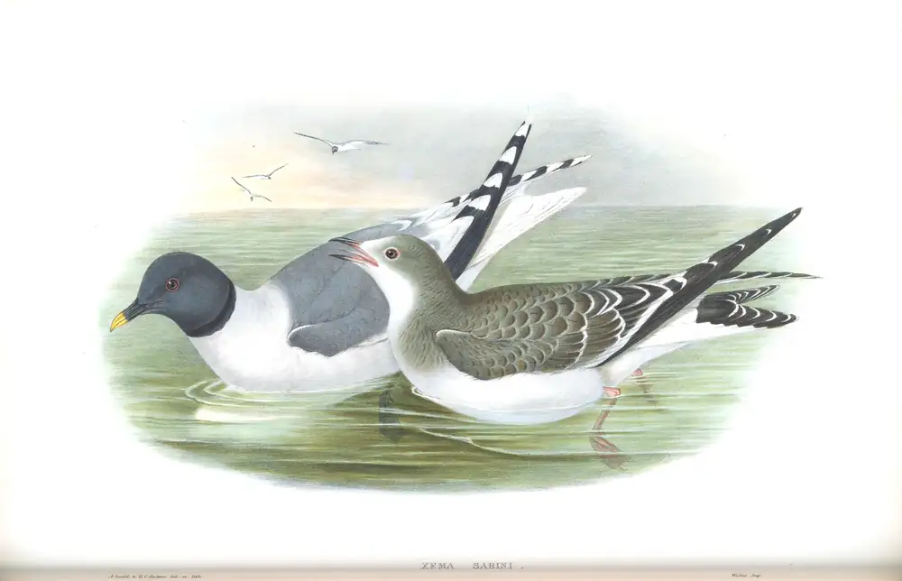 The whole sheet of volume V, plate 67, with its engraved caption