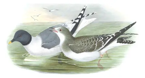 Volume V, plate 67 of Gould's The Birds of Great Britain: Sabine's Gull (Xema sabini)