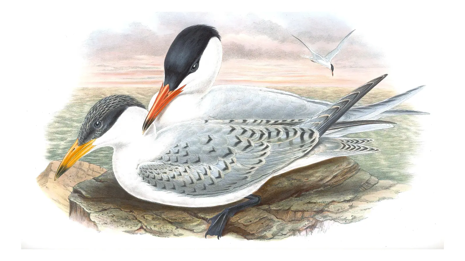 Volume V, plate 68 of Gould's The Birds of Great Britain: Caspian Tern (Hydroprogne caspia)