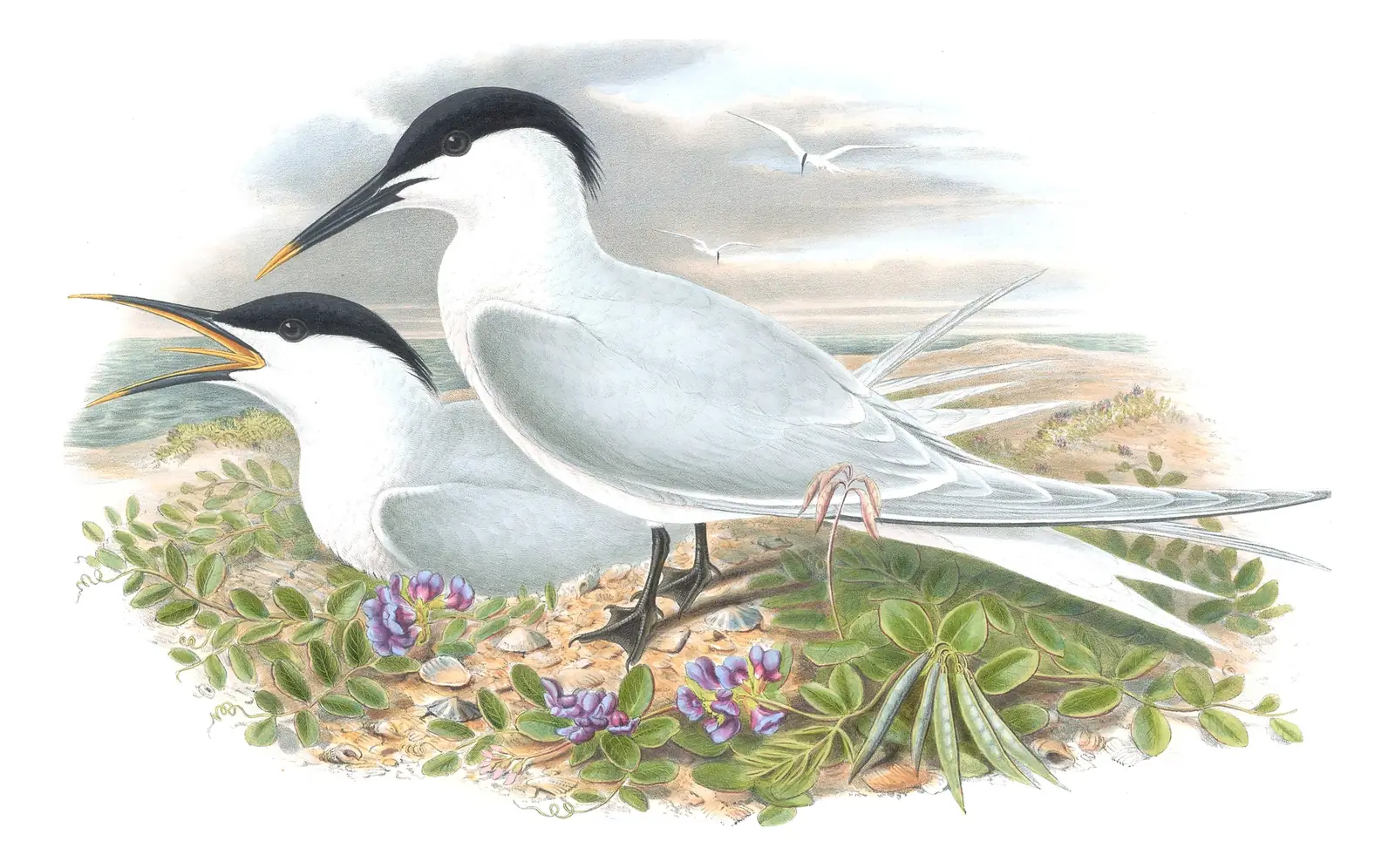 Volume V, plate 69 of Gould's The Birds of Great Britain: Sandwich Tern (Thalasseus sandvicensis)