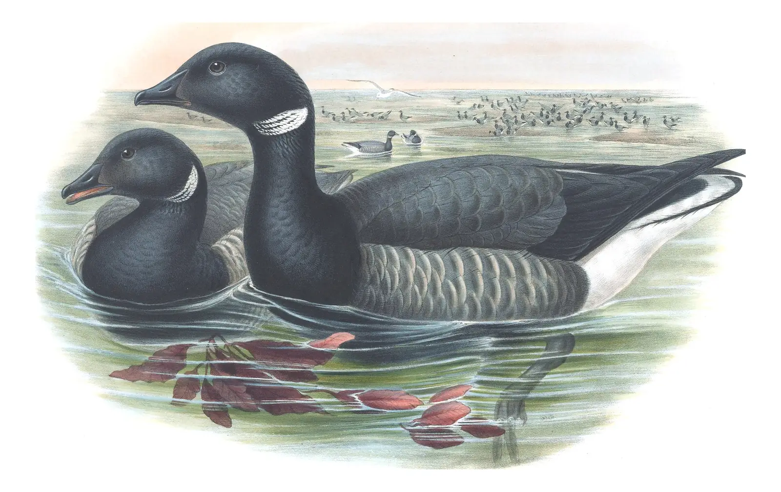 Volume V, plate 7 of Gould's The Birds of Great Britain: Brant (Branta bernicla)